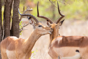 Impala (Aepyceros melampus), two adult males in mutual grooming, Mpumalanga, South Africa Impala (Aepyceros melampus), two adult males in mutual grooming, Mpumalanga, South Africa